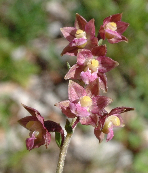 Epipactis atrorubens / Elleborine violacea